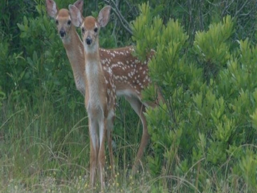 Maryland Coastal Bays Program
