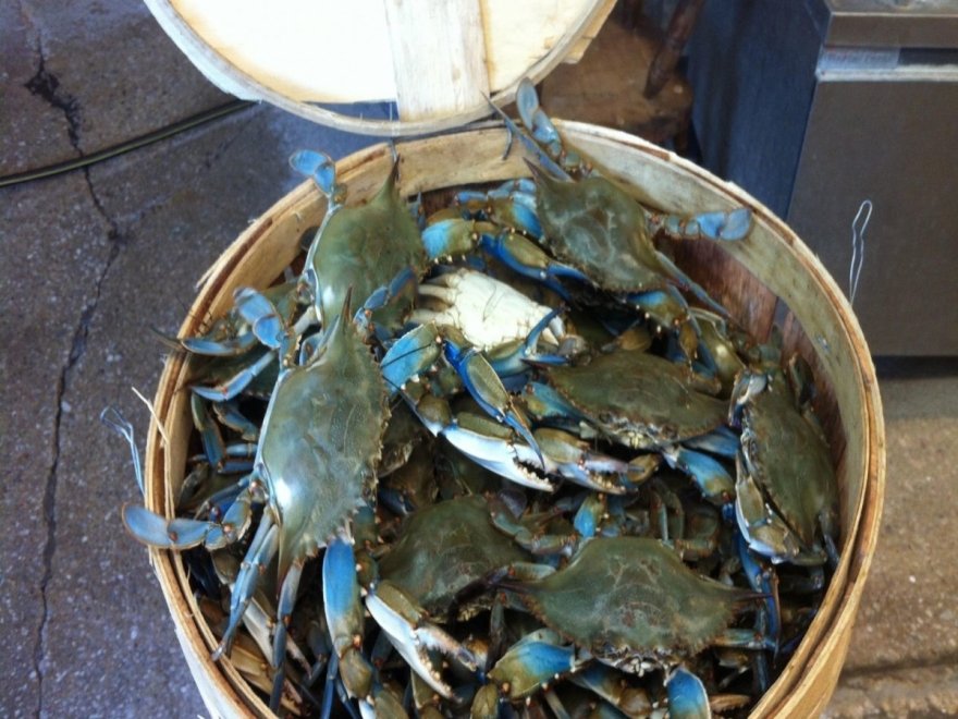 Higgins Crab House North Higgins Crab House North